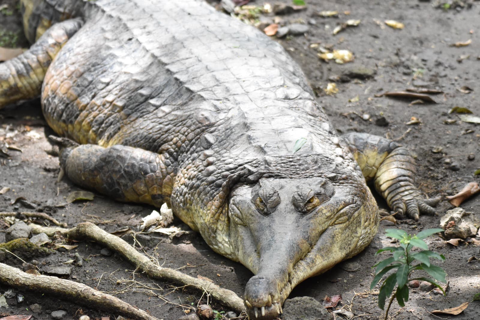 Buaya Muara