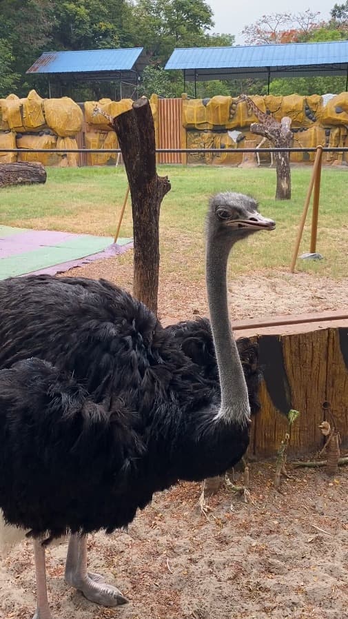Burung Unta