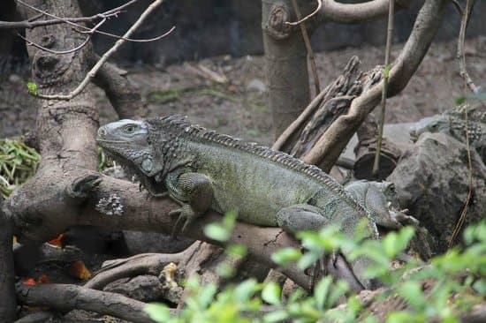 Iguana