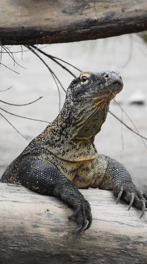 Komodo