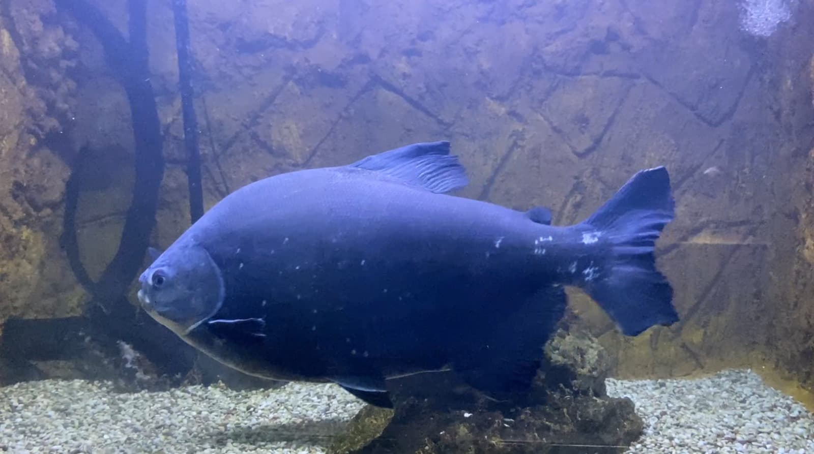 Piranha